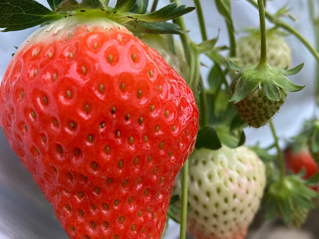 特大さがほのか!_Farm U.S.A