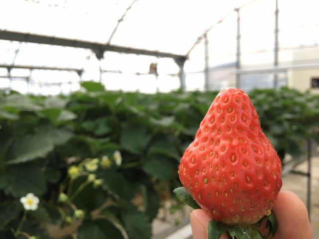 30分食べ放題。真っ赤ないちごは写真映えします♪_ストロベリー 金指園