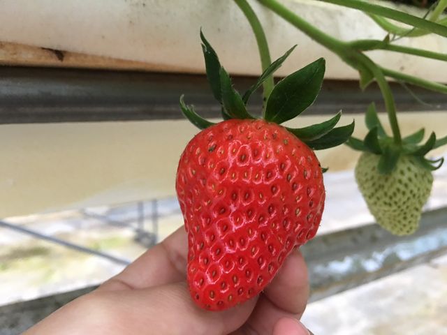 紅ほっぺ。甘く酸味が強い品種。_ストロベリー 金指園