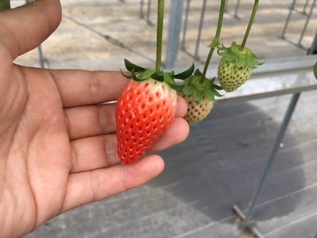 ストロベリー 金指園