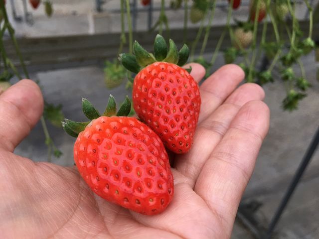 ストロベリー 金指園