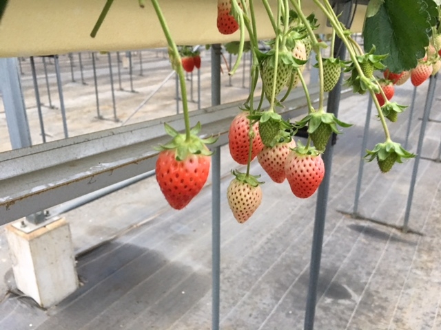 ストロベリー 金指園