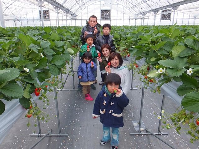 いちご狩り農園苺香