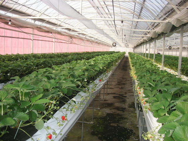 立花いちご農園