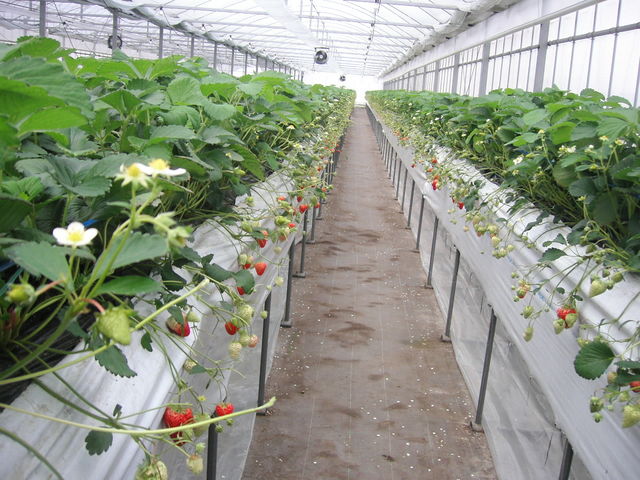 立花いちご農園