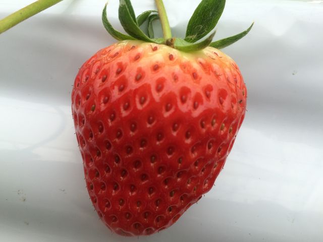 立花いちご農園