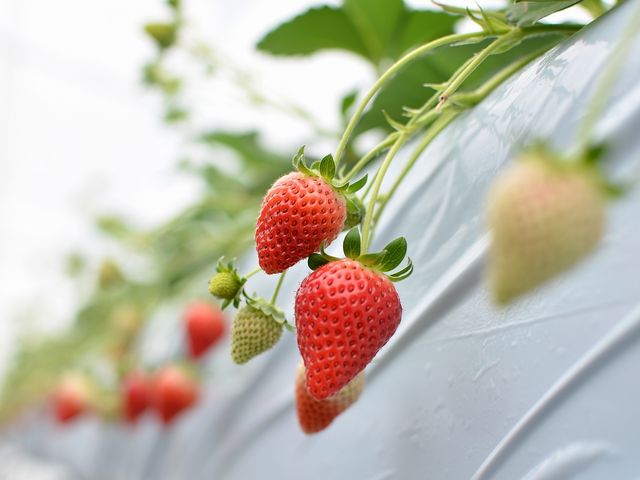 Fresh Berry