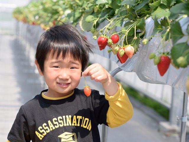 Fresh Berry