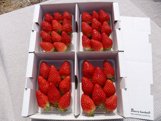 直売のいちご♪_Berry Gardens