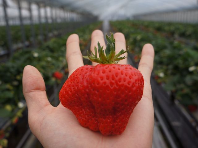 稲鍵ファーム(末-すえ-)