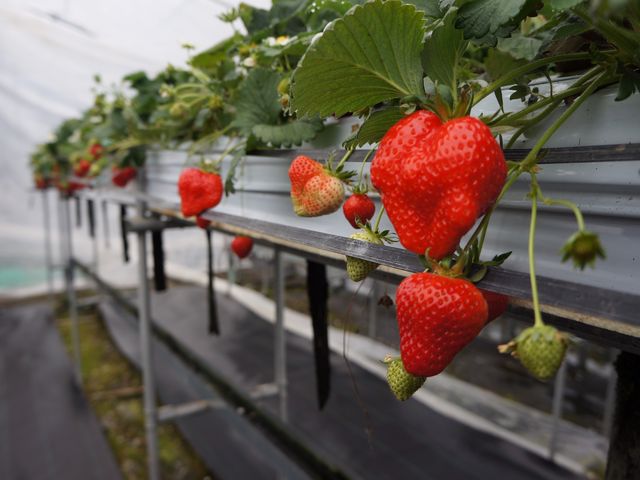 稲鍵ファーム(末-すえ-)