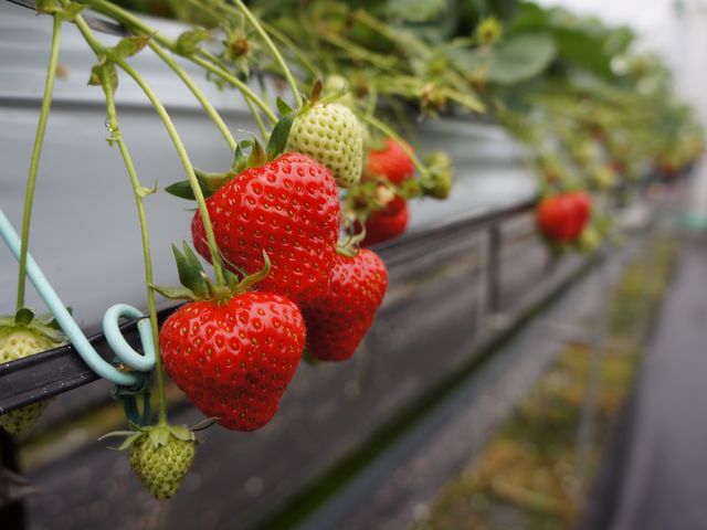 稲鍵ファーム(末-すえ-)
