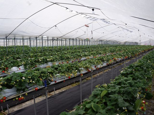 稲鍵ファーム(末-すえ-)