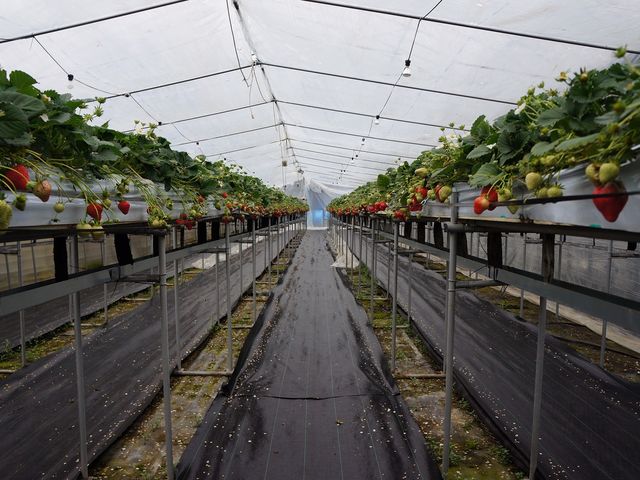 稲鍵ファーム(末-すえ-)