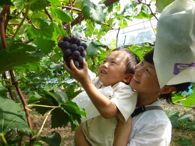 岡山県は日本一のピオーネ産地!まほらのピオーネは種無し!大粒!味も良し!_まほらファーム