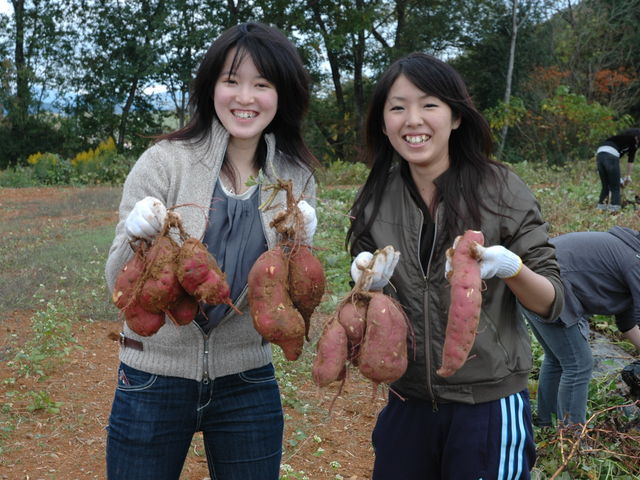 毎年11月3日(文化の日)にいろんな色のサツマイモを皆で堀上げます。お得にお好きなだけ量り売り!_まほらファーム