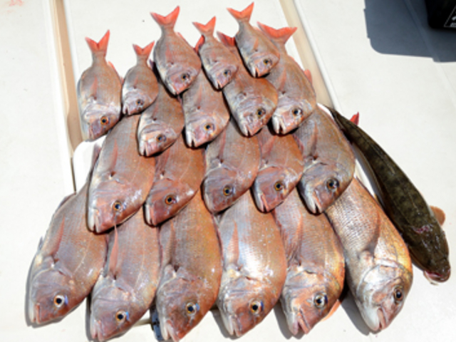 瀬戸内海では魚種が豊富で四季の釣りをご案内致します。_マリンティーデザイン