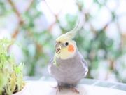 ことりカフェ吉祥寺の写真2