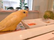 ことりカフェ吉祥寺の写真3