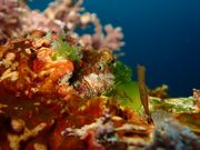 ダイビングサービスmieuxみうの写真2