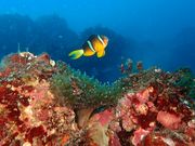 ダイビングサービスmieuxみうの写真3