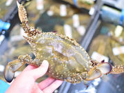 牡蠣焼き 竹崎海産の写真4