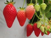 みよしぱくぱくファームの写真3