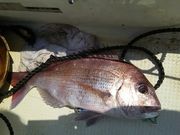 鳥羽フィッシュハンターの写真4