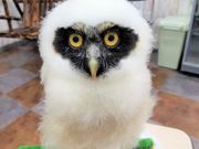 あうるぱーく フクロウカフェ池袋の写真4
