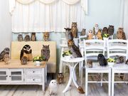 アキバフクロウ フクロウカフェ 東京 Owl Cafe Akiba Fukurouの写真3