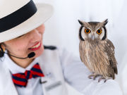 アキバフクロウ フクロウカフェ 東京 Owl Cafe Akiba Fukurouの写真2