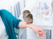 アキバフクロウ フクロウカフェ 東京 Owl Cafe Akiba Fukurouの写真4