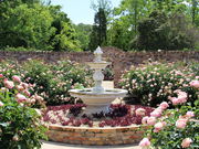 レッドヒル ヒーサーの森の写真2