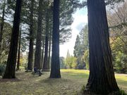 レッドヒル ヒーサーの森の写真3