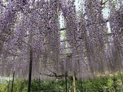 レッドヒル ヒーサーの森の写真4