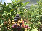 河野園芸の写真3