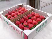 市東農園いちごの直売の写真2