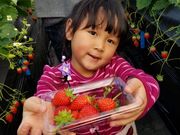 市東農園いちごの直売の写真3