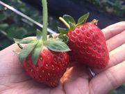 南阿蘇トーマス農園の写真2