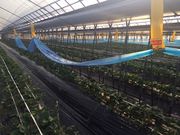 南阿蘇トーマス農園の写真4