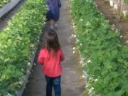 やっと見つけた!とっておきのイチゴ畑?の写真2