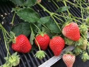 やっと見つけた!とっておきのイチゴ畑?の写真3