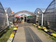 やっと見つけた!とっておきのイチゴ畑?の写真4