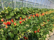 早川農園の写真3