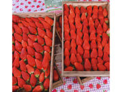 早川農園の写真2