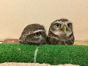 ならまち保護どうぶつ園の写真3