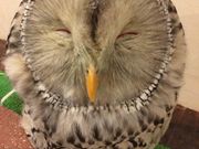 ならまち保護どうぶつ園の写真4