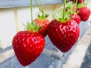 向後いちご園の写真4