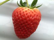 立花いちご農園の写真3