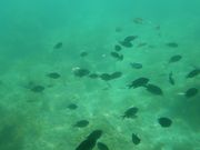 ちょこっと海散歩 スタークルーズ館山の写真3